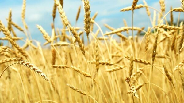 Нижегородские аграрии увеличили урожай зерновых в 2017 году