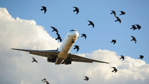 Нижегородский аэропорт направит более 1 млн рублей на отпугивание птиц