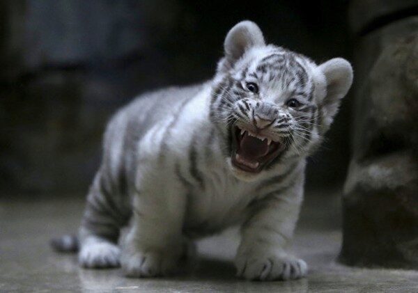 Пара белых тигрят насмерть разорвала сотрудника зоопарка в Индии