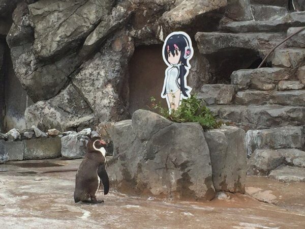 Пингвин, влюбленный в картонную аниме-девочку, скончался в Японии
