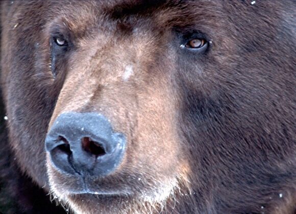 Под Воронежем сбежавший из частного зоопарка медведь убил мужчину, жившего по соседству