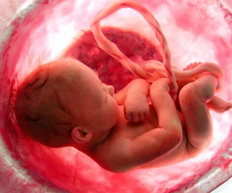 Поедание человеческой плаценты опасно для здоровья — Ученые