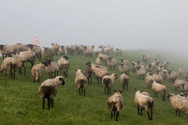 Поезд сбил 17 отбившихся от стада овец в Красноярском крае