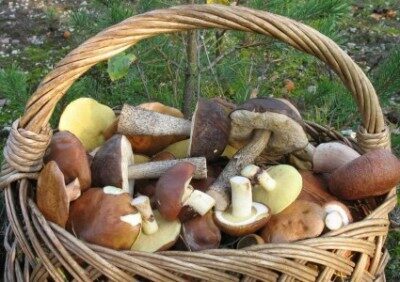 Польские грибы сорвали проведение натовских учений