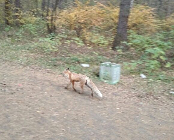 По парку Екатеринбурга бегает лиса