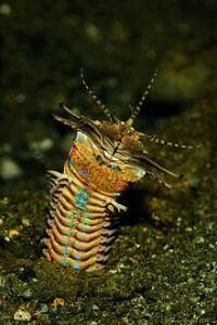 Пурпурный австралийский червь: ужас океана
