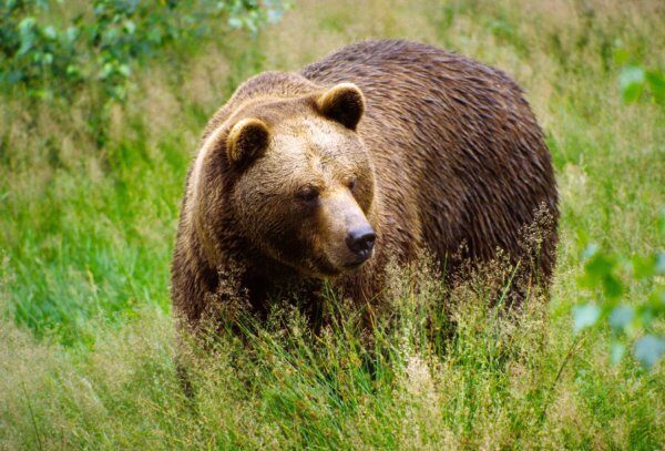 Раскрыты подробности нападения медведя на человека под Смоленском
