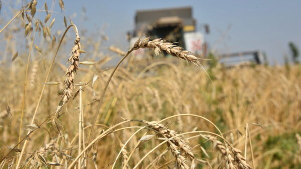 Рекордный урожай зерновых получен в Нижегородской области