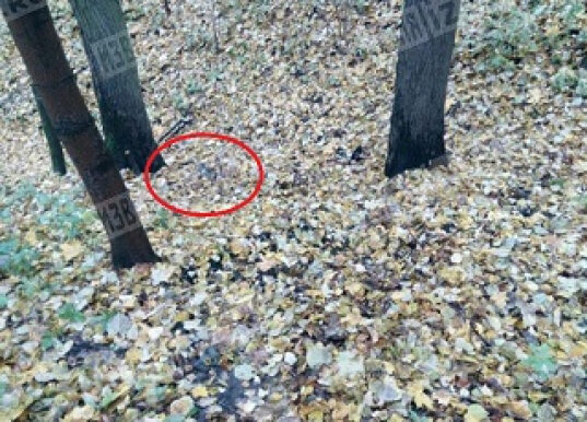 Сексуально озабоченный убийца из Царицинского парка сам сдался полиции