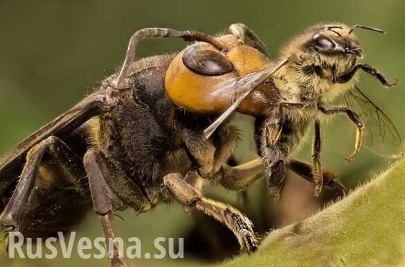 Смертельная схватка осы и пчелы: кто кого перекусил пополам (ВИДЕО)