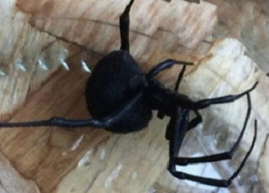 Смертельно опасную самку паука каракурта ростовчанка обнаружила в своем дворе