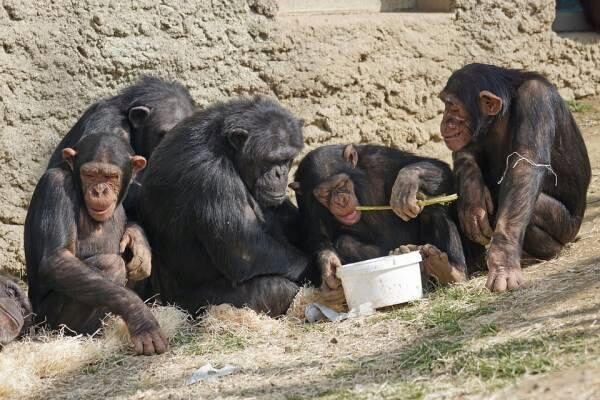 Среди шимпанзе зафиксирован случай каннибализма - Ученые
