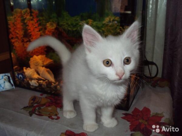 Торг неуместен: волшебного кота за 2,5 млн рублей продает житель Новочеркасска