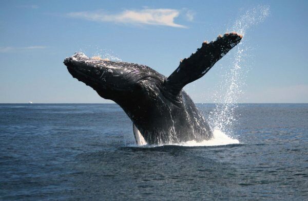 У берегов Владивостока «резвились» 2 огромных кита