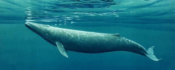 Ученые исследовали дыхание китов мини-дронами