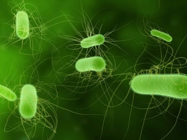 Учёные обнаружили у бактерий способность к осязанию