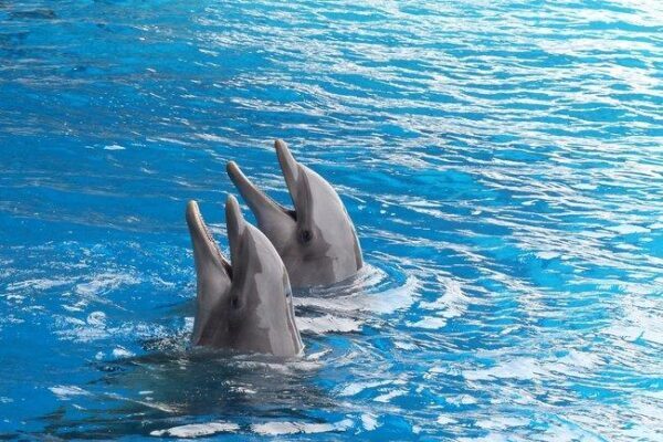 Ученые определили невозможность дельфинов догнать в развитии человека