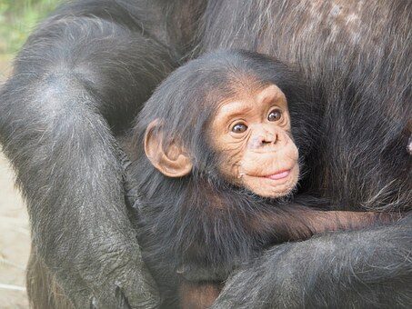 Ученые: Шимпанзе обладают стабильной личностью
