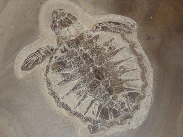 Ученые выделили белок древней черепахи Tasbacka danica