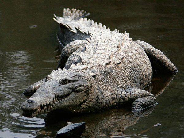 В Австралии погоню крокодила за охотниками сняли на видео