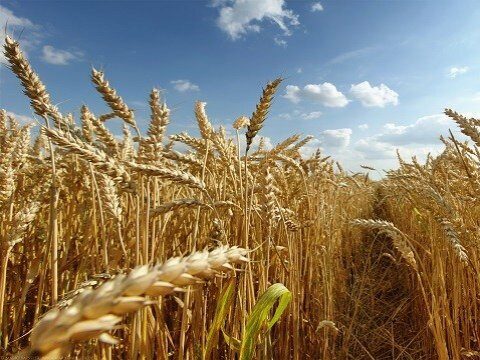 В Базарно-Карабулакском районе изъяли 456 тонн зараженной пшеницы