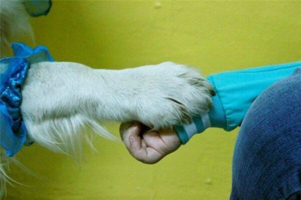 В Челябинской области начнут лечить детей с помощью собак