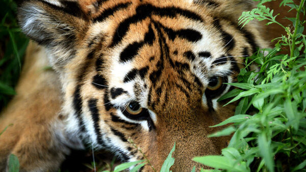 В Хабаровском крае Амурский тигр загрыз сборщика кедровых шишек