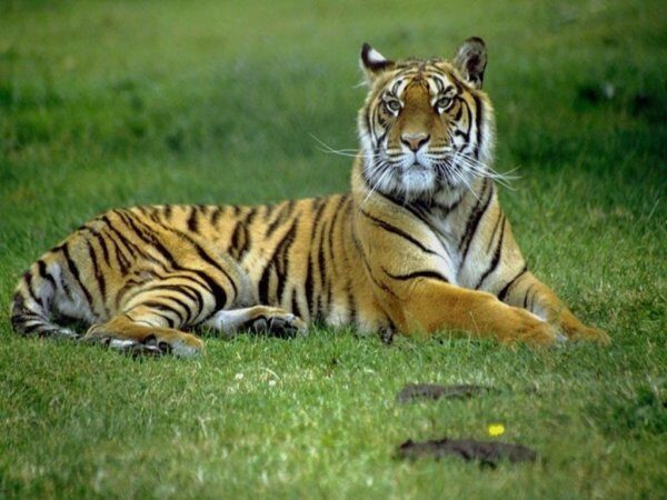 В Индии убило током тигрицу, растерзавшую четверых людей