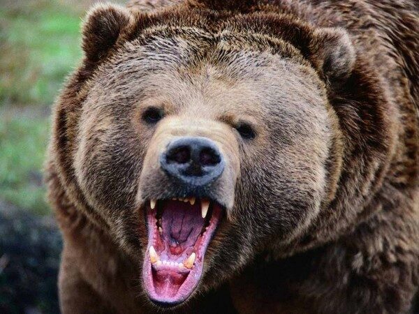 В Иркутской области дикий медведь напал на подростка