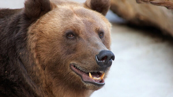 В Иркутской области медведь напал на школьника