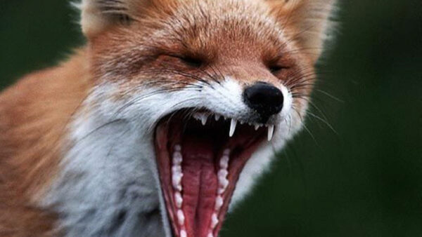 В Лысковском районе ввели карантин по бешенству из-за лисы