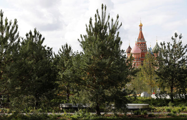 В российской столице планируют начать делать деревьям «прививки для иммунитета»
