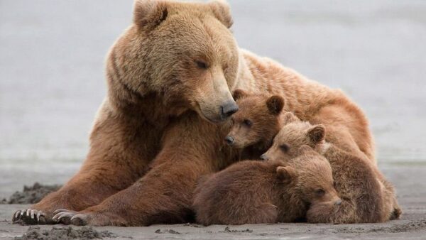 В Сергаче частный зоопарк освободил медведей по требованию ветеринаров