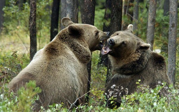 В Томской области около 30 человек отравилось медвежатиной