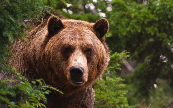 В Воронежской области на видео сняли медведя, бегающего по улице