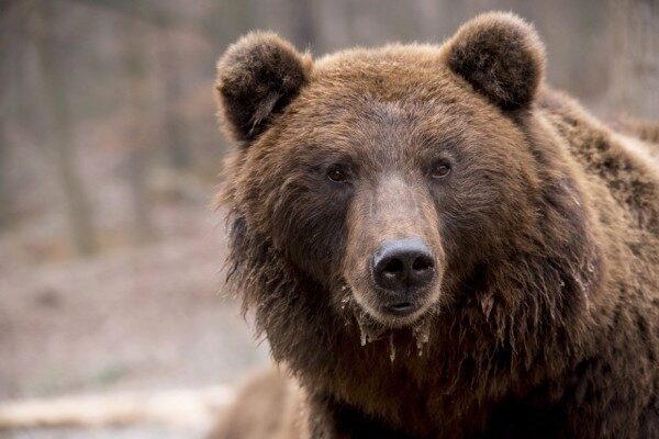 В Югре застрявшего в окне бытовки медведя вытаскивали КамАЗом