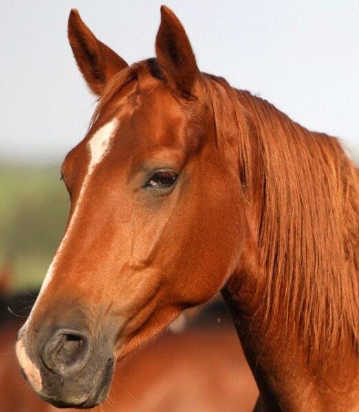 В Южно-Сахалинске ученики одной из школ обнаружили голову лошади