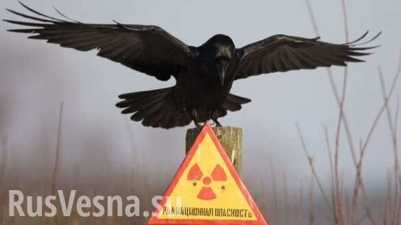 ВАЖНО: в атмосфере над Украиной обнаружено радиоактивное вещество неизвестного происхождения