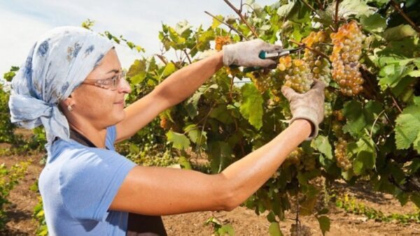 В Дагестане собрали рекордный урожай винограда