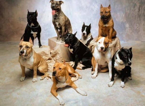 Верховная Рада собирается запретить содержать дома не породистых собак