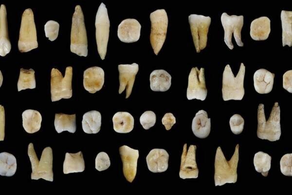 В Германии найдены древнейшие человеческие зубы — Сенсационная находка