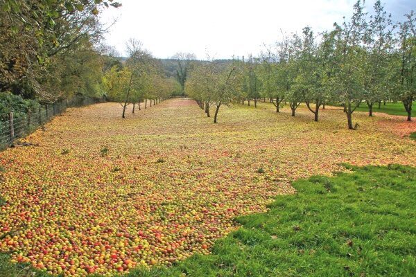 В Ирландии циклон сорвал все яблоки с деревьев в саду