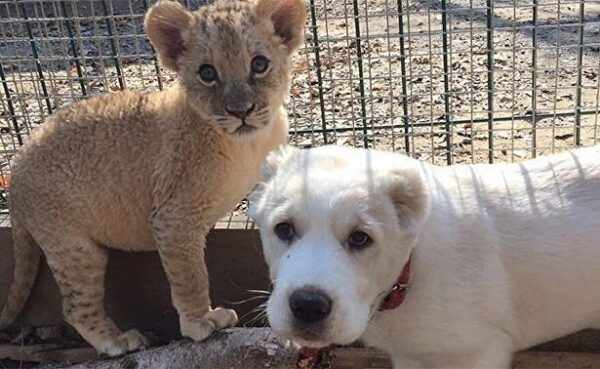 Владивосток: В зоопарке двухмесячная львица подружилась со щенком овчарки