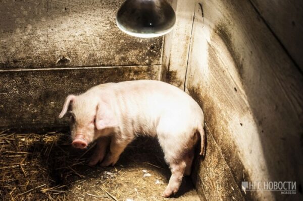 В Житомирской области новая вспышка чумы свиней