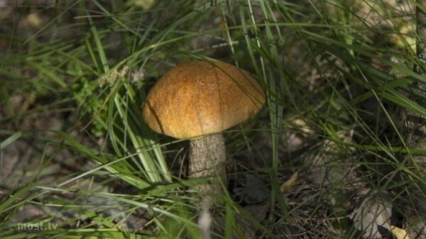 «Яндекс» назвал, какие грибы липчане ищут в интернете