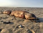 Загадочное 15-метровое существо выбросило на пляж после урагана «Харви»