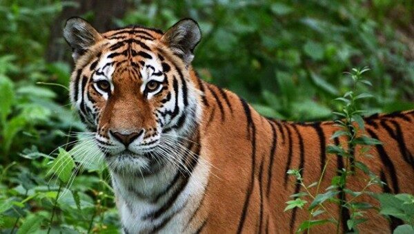 Загрызшая четырёх людей в Индии тигрица погибла от удара током