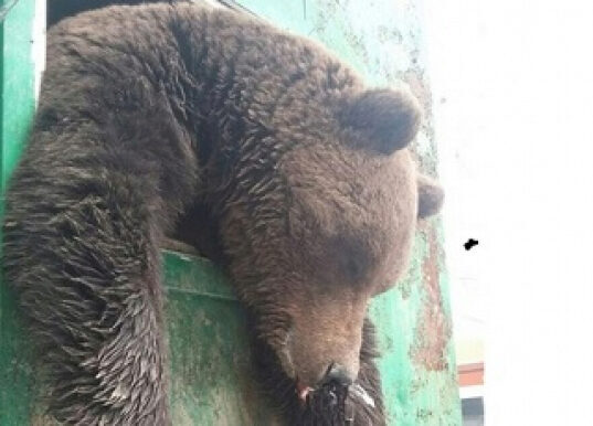 Застрявшего в окне бурого медведя выдергивали на буксире «КамАЗом»