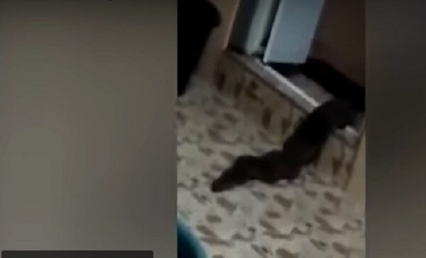 Житель Малайзии поймал монстра у себя в туалете и снял его на видео
