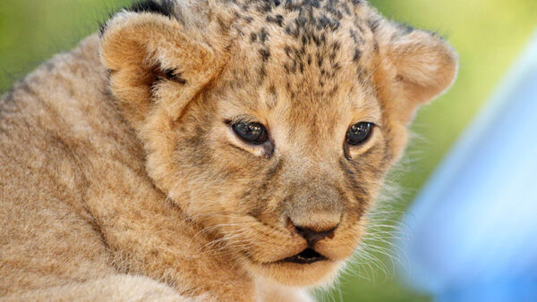 Зоопарк Владивостока пополнился юной львицей